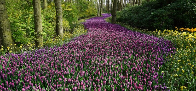 Blumenwiese introvertiert extrovertiert