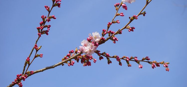 Frühling, du bist so blass dieses Jahr (Gedicht)