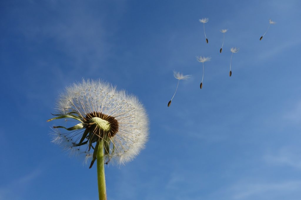 Achtsamkeitsübung mit Kindern Pusteblumen-Reise