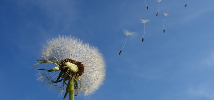 Achtsamkeitsübung mit Kindern Pusteblumen-Reise